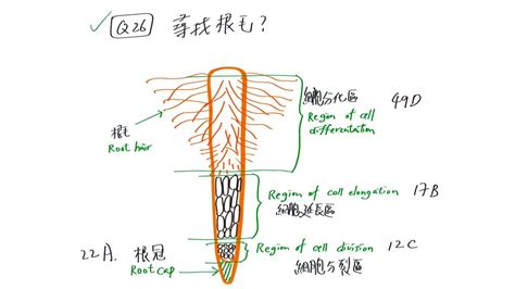 根毛是細胞嗎|2